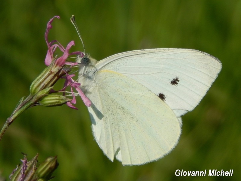 Pieris napi o rapae? P. rapae